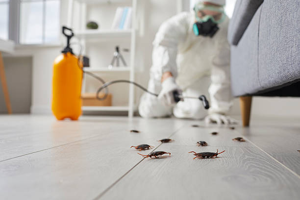 Trusted Cockroach Control service in Palmview South, TX - Nex Pest Control