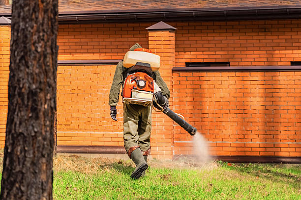 Trusted Ant Control service in Palmview South, TX - Nex Pest Control